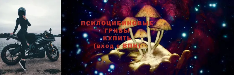 Галлюциногенные грибы Psilocybe  кракен ССЫЛКА  Белово 